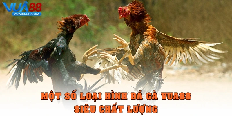 Một số loại hình đá gà Vua88 siêu chất lượng