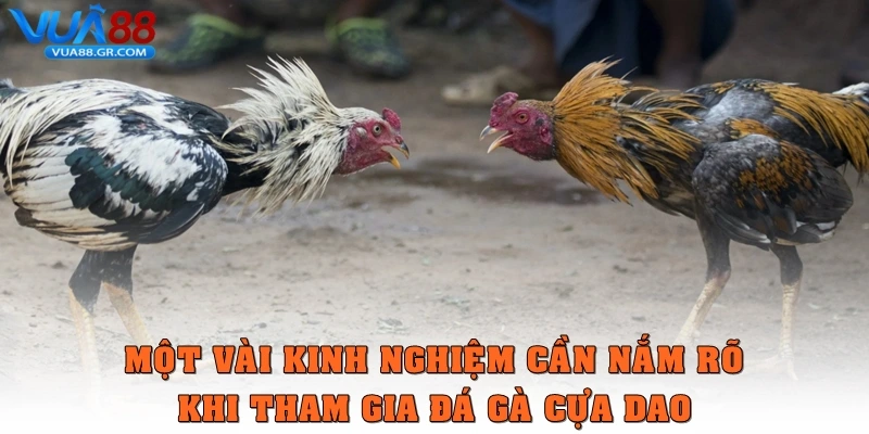 Một vài kinh nghiệm cần nắm rõ khi tham gia loại hình đá gà online này