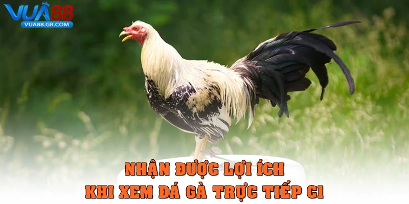 Nhận được lợi ích khi xem Đá gà trực tiếp C1